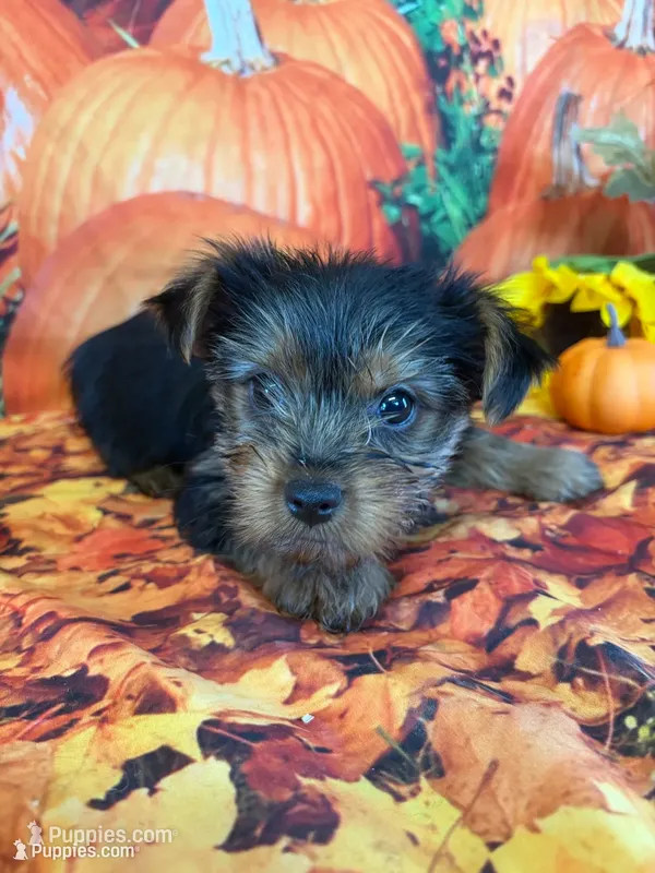 M’Lynn – Yorkshire Terrier puppy for sale in Homerville, GA