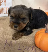 M’Lynn, a female Yorkshire Terrier for sale in Homerville, GA – 5 of 7
