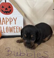 Bubbles, a female Miniature Dachshund for sale in Homerville, GA – 4 of 6