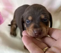 Tibby, a female Miniature Dachshund for sale in Homerville, GA – 2 of 5