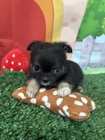 Bre, a female Chihuahua for sale in Homerville, GA – Photo 3 of 8