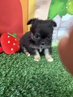 Bre, a female Chihuahua for sale in Homerville, GA – Photo 7 of 8