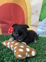 Bre, a female Chihuahua for sale in Homerville, GA – Photo 6 of 8