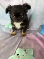 Bre, a female Chihuahua for sale in Homerville, GA – Photo 2 of 8