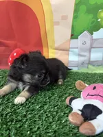 Bre, a female Chihuahua for sale in Homerville, GA – Photo 5 of 8