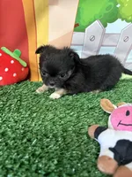 Bre, a female Chihuahua for sale in Homerville, GA – Photo 8 of 8