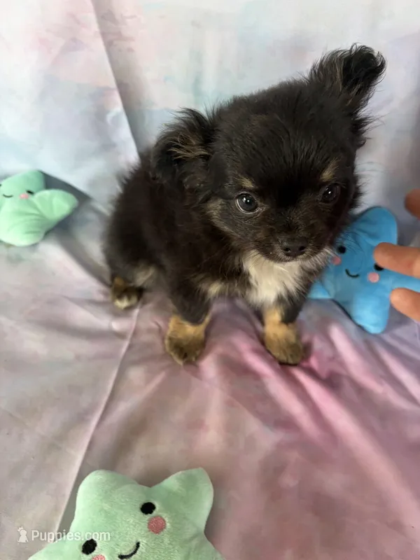 Bre – Chihuahua puppy for sale in Homerville, GA