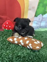 Bre, a female Chihuahua for sale in Homerville, GA – Photo 4 of 8