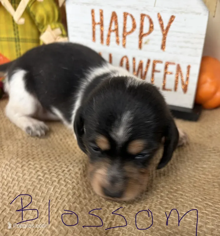Blossom  – Miniature Dachshund puppy for sale in Homerville, GA