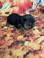 Shelby , a female Yorkshire Terrier for sale in Homerville, GA – 5 of 8