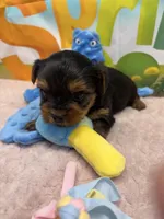 Kevin, a male Yorkshire Terrier for sale in Homerville, GA – Photo 6 of 6