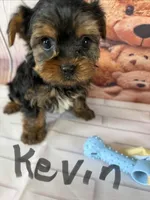 Kevin, a male Yorkshire Terrier for sale in Homerville, GA – Photo 2 of 6