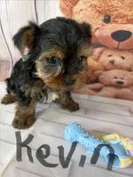 Kevin, a male Yorkshire Terrier for sale in Homerville, GA – Photo 3 of 6