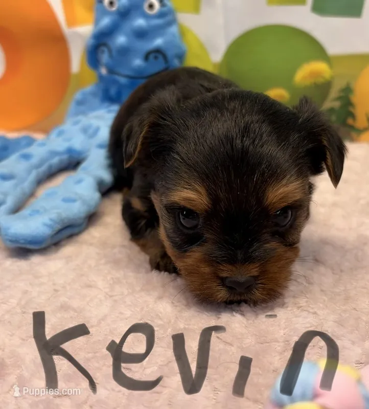 Kevin – Yorkshire Terrier puppy for sale in Homerville, GA