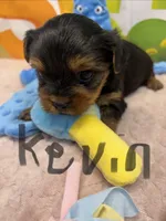 Kevin, a male Yorkshire Terrier for sale in Homerville, GA – Photo 5 of 6