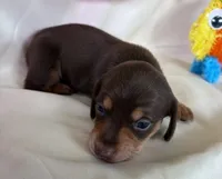 Tibby, a female Miniature Dachshund for sale in Homerville, GA – 3 of 5