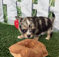 Lyra, a female Chihuahua for sale in Homerville, GA – 3 of 7