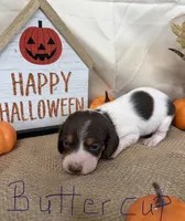 Buttercup, a female Miniature Dachshund for sale in Homerville, GA – 4 of 6