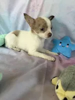 Teddy, a male Chorkie for sale in Homerville, GA – 8 of 8