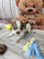 Teddy, a male Chorkie for sale in Homerville, GA – Photo 2 of 5