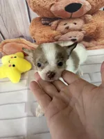 Teddy, a male Chorkie for sale in Homerville, GA – Photo 5 of 5