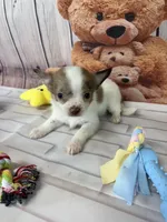 Teddy, a male Chorkie for sale in Homerville, GA – Photo 1 of 5