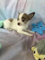 Teddy, a male Chorkie for sale in Homerville, GA – 7 of 8