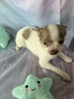Teddy, a male Chorkie for sale in Homerville, GA – 6 of 8