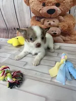 Teddy, a male Chorkie for sale in Homerville, GA – Photo 3 of 5