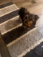 Shelby , a female Yorkshire Terrier for sale in Homerville, GA – 8 of 8