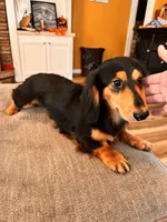 Blossom , a female Miniature Dachshund for sale in Homerville, GA – 8 of 8
