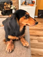 Duke , a male Miniature Dachshund for sale in Homerville, GA – 5 of 6
