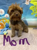 Shelby , a female Yorkshire Terrier for sale in Homerville, GA – 7 of 8