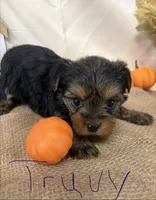Truvy, a female Yorkshire Terrier for sale in Homerville, GA – 4 of 6