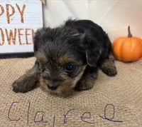 Clairee, a female Yorkshire Terrier for sale in Homerville, GA – 4 of 7