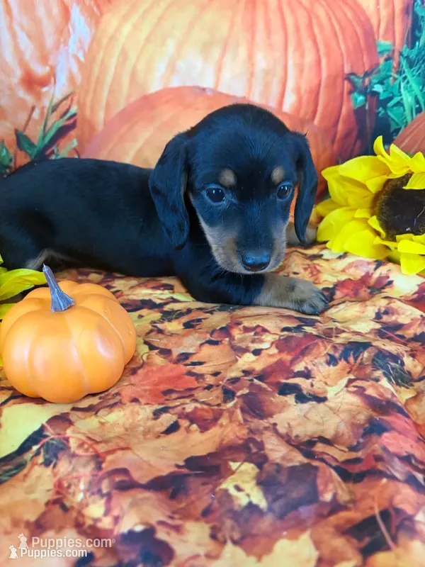 Louise – Miniature Dachshund puppy for sale in Homerville, GA