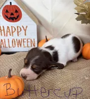 Buttercup, a female Miniature Dachshund for sale in Homerville, GA – 3 of 6