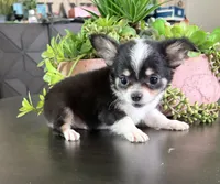 Bruno, a male Chihuahua for sale in Homerville, GA – 3 of 10
