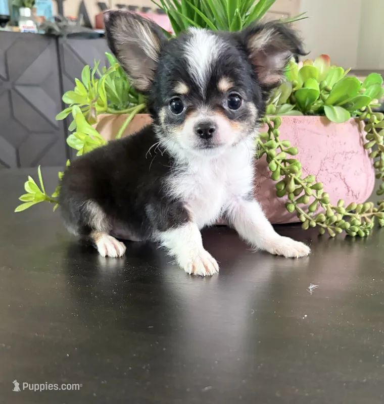 Bruno – Chihuahua puppy for sale in Homerville, GA