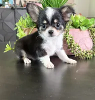 Bruno, a male Chihuahua for sale in Homerville, GA – 1 of 10
