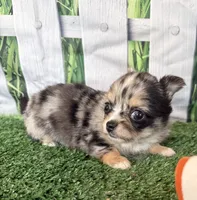 Lyra, a female Chihuahua for sale in Homerville, GA – 5 of 7