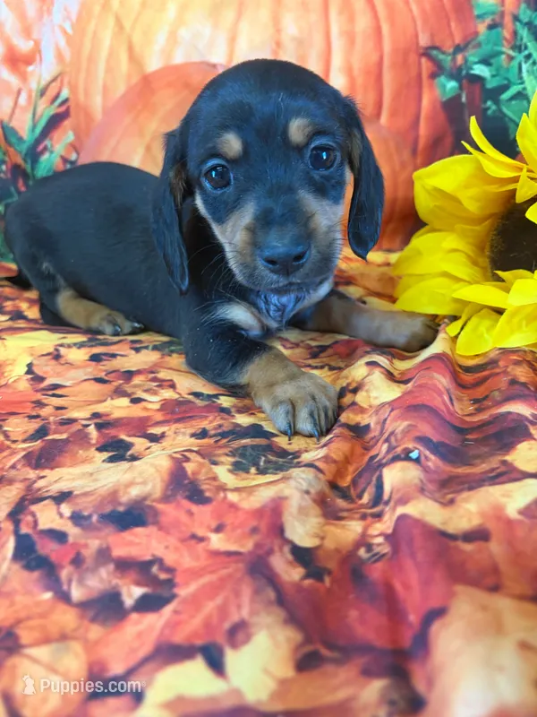 Bubbles – Miniature Dachshund puppy for sale in Homerville, GA