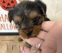 Truvy, a female Yorkshire Terrier for sale in Homerville, GA – 2 of 6