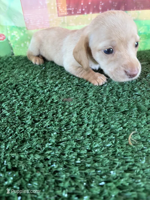 Lena – Miniature Dachshund puppy for sale in Homerville, GA