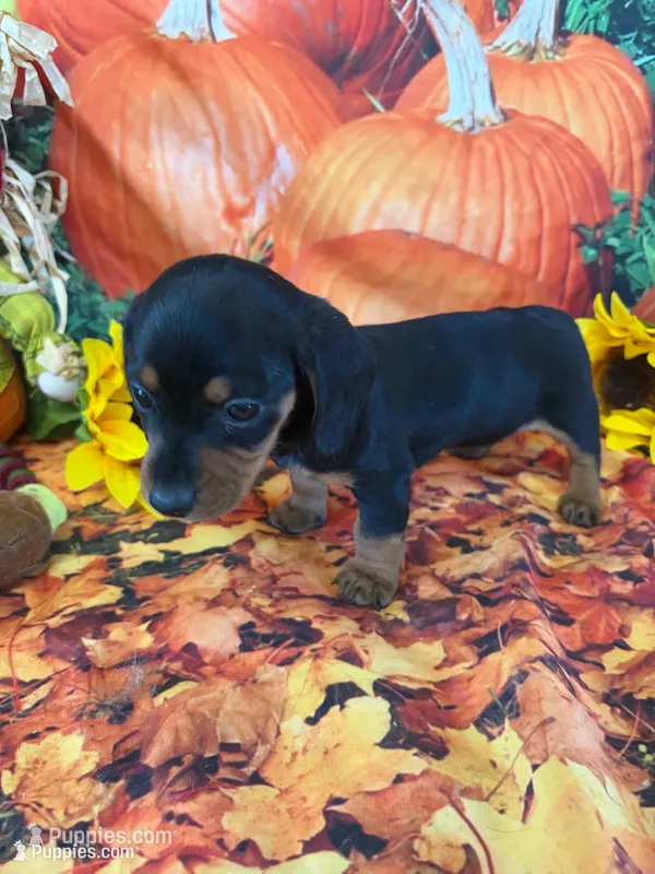 Thelma – Miniature Dachshund puppy for sale in Homerville, GA