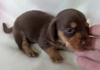 Bridget, a female Miniature Dachshund for sale in Homerville, GA – 4 of 5