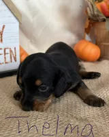 Thelma, a female Miniature Dachshund for sale in Homerville, GA – 2 of 5