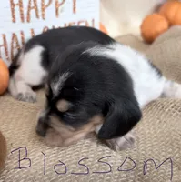 Blossom , a female Miniature Dachshund for sale in Homerville, GA – 3 of 8