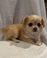 processed/c664b772-7047-4ce4-b268-adef66f46115/listing/c1bbe209-5e9c-4626-becc-f0576cb5a4c1/30aa161b-505a-4555-8277-ca3b48291098