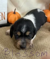 Blossom , a female Miniature Dachshund for sale in Homerville, GA – 4 of 8